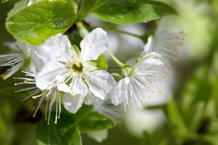 Téléchargez les photos : Close up of Flowering cherry tree isolated on green background. - en image libre de droit