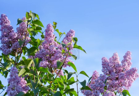 Téléchargez les photos : Lilac branches on a background of blue sky. Flowering bush. - en image libre de droit