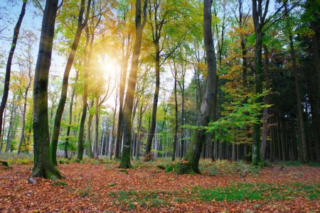 Téléchargez les photos : Beautiful forest background with sun rays. - en image libre de droit