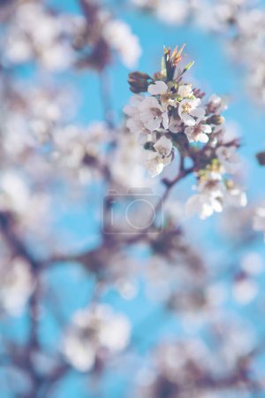 Photo for Close up shot of cherries flowers with copyspace. Nature background, spring background. - Royalty Free Image
