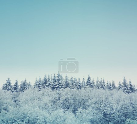 Photo for Christmas background in blue tone and winter forest. - Royalty Free Image