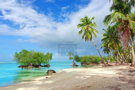 Téléchargez les photos : View of the tropical beach with palms around. Caribbean sea and green palm trees. - en image libre de droit