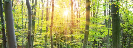 Téléchargez les photos : Beautiful forest background with sun rays. - en image libre de droit