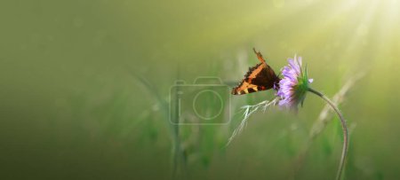 Photo for Butterfly on a spring flower among the field . - Royalty Free Image