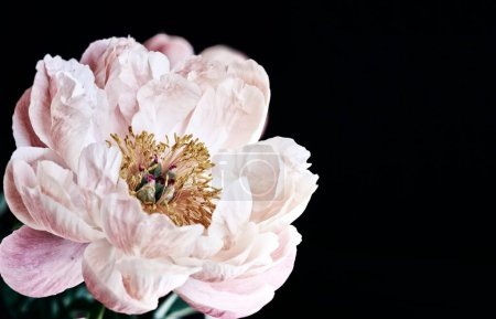Téléchargez les photos : Gros plan d'une fleur de pivoine avec les étamines surlignées - en image libre de droit
