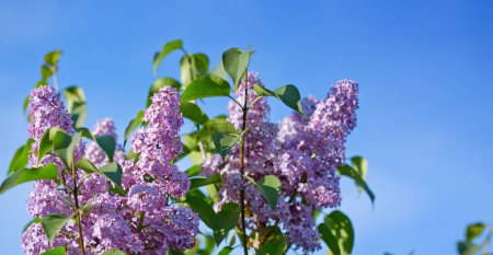 Foto de Lilac branches on a background of blue sky. Flowering bush. - Imagen libre de derechos