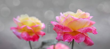 Photo for Coral rose flowers isolated on gray. - Royalty Free Image
