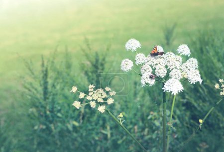 Téléchargez les photos : Butterfly on a spring flower among the field . Spring background. - en image libre de droit