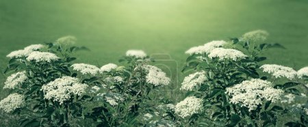 Téléchargez les photos : Wild flower in nature close-up isolated on green background. - en image libre de droit