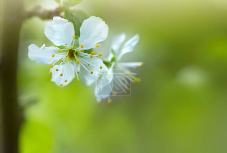 Téléchargez les photos : Close up of Flowering pear isolated on blur background. - en image libre de droit