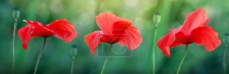 Téléchargez les photos : Red poppies field in springtime landscape isolated - en image libre de droit