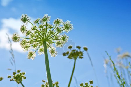 Téléchargez les photos : Wild flower in nature close-up isolated on blue sky background. - en image libre de droit