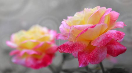 Foto de Coral rose flowers isolated on gray. - Imagen libre de derechos