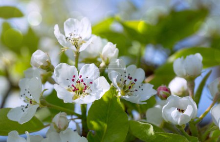 Photo for Close up of Flowering pear isolated on blur background. - Royalty Free Image