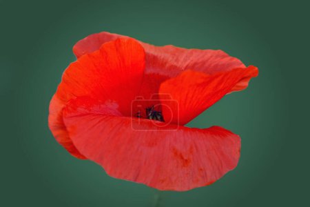 Téléchargez les photos : Blooming red poppy on a green background macro photography on a summer day. - en image libre de droit