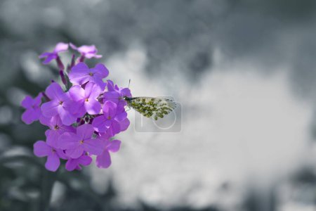 Foto de Hermosa mariposa alimentándose de una flor púrpura de cerca. - Imagen libre de derechos