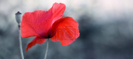 Téléchargez les photos : Fleurir coquelicot rouge sur un fond gris macro photographie un jour d'été. - en image libre de droit