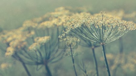 Photo for Dill fragrant garden inflorescences with seeds. Soft focus. - Royalty Free Image