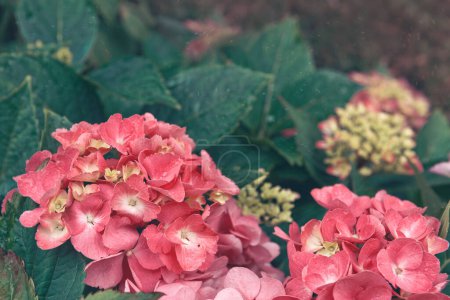 Téléchargez les photos : Macro fleur de rhododendron. Gros plan sur les magnifiques Azalées roses dans le jardin. - en image libre de droit