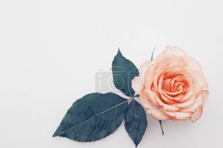 Téléchargez les photos : Rose et feuilles isolées sur fond blanc pour la Saint Valentin. - en image libre de droit