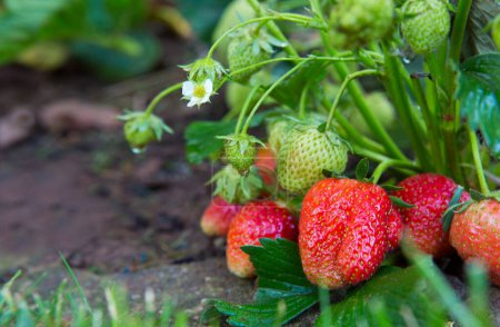Foto de Fresas frescas de arbusto rojo y verde en el jardín - Imagen libre de derechos