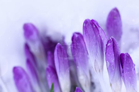 Téléchargez les photos : Crocus violets dans la neige . - en image libre de droit