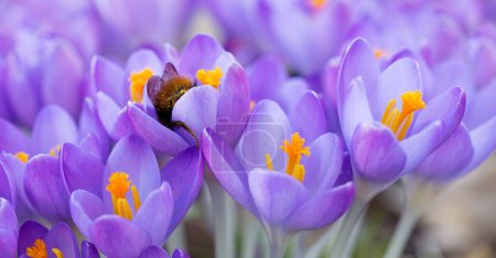 Téléchargez les photos : Crocus violets et abeilles dans le jardin du printemps. - en image libre de droit
