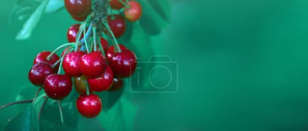 Photo for Branch of ripe cherries on a tree in summer garden - Royalty Free Image