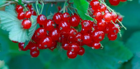 Téléchargez les photos : Buisson frais de groseille rouge biologique poussant dans le jardin. - en image libre de droit