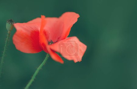 Foto de Floración de amapola roja sobre un fondo verde macro fotografía en un día de verano. - Imagen libre de derechos