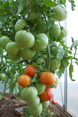 Téléchargez les photos : Tomates mûres prêtes à être cueillies en serre. - en image libre de droit