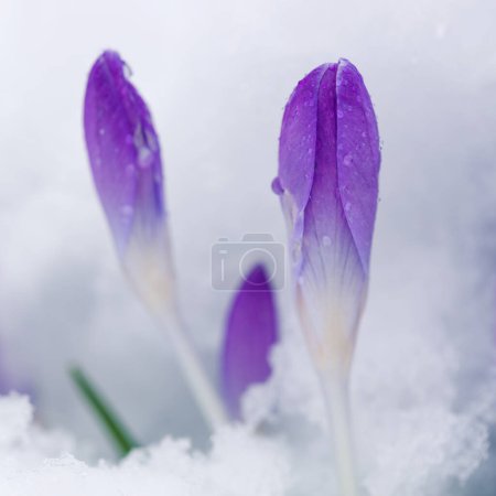 Téléchargez les photos : Crocus violets dans la neige . - en image libre de droit