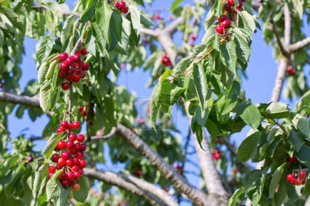 Foto de Branch of ripe cherries on a tree in summer garden - Imagen libre de derechos