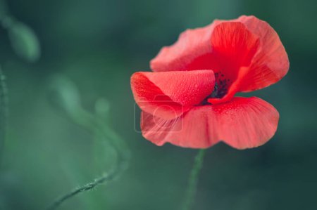 Foto de Blooming red poppy on a green background macro photography on a summer day. - Imagen libre de derechos