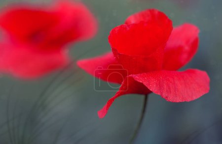 Photo for Blooming red poppy on a gray background macro photography on a summer day. - Royalty Free Image