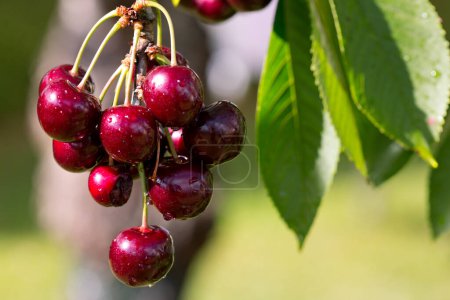 Photo for Cherry tree branch with ripe large fruits . - Royalty Free Image