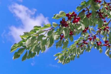 Téléchargez les photos : Branch of ripe cherries on a tree in summer garden - en image libre de droit