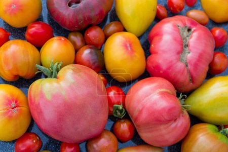 Photo for Group of colorful tomatoes,close up. - Royalty Free Image