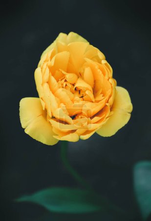 Photo for Yellow tulip in the garden. Nature background. - Royalty Free Image