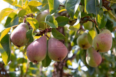 Photo for Pears on the tree. Summer background - Royalty Free Image