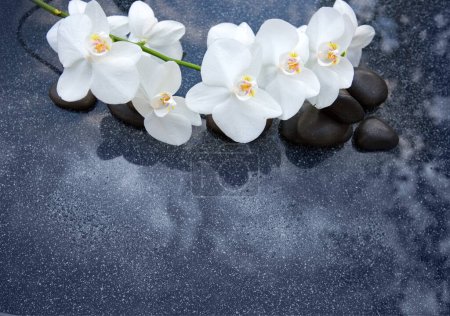 Photo for White orchid and black spa stone on the grey background. - Royalty Free Image