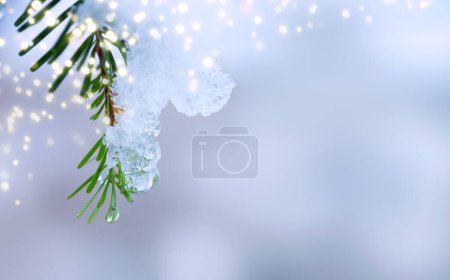 Photo for Snow covered fir tree branch isolated on gray. - Royalty Free Image