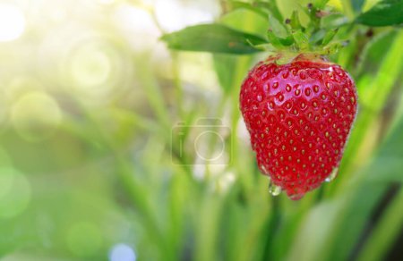 Téléchargez les photos : Gros plan sur la fraise avec un fond de plantation . - en image libre de droit