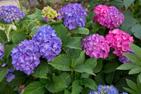 Photo for Purple hydrangea flowers growing in the garden ,floral beautiful background - Royalty Free Image