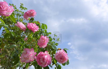 Téléchargez les photos : Rose branche de fleurs roses dans le jardin sur ciel bleu. - en image libre de droit