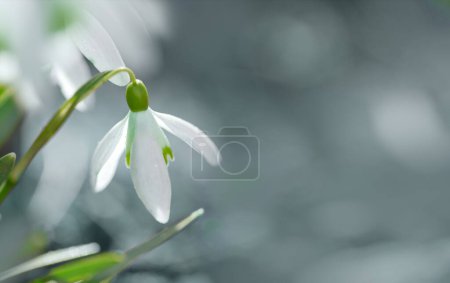 Foto de Las gotas de nieve blancas florecen en un jardín soleado. Fondo de Pascua. - Imagen libre de derechos