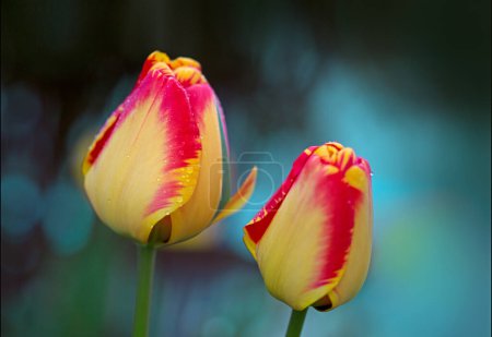 Foto de Tulipanes rojos en el jardín. Naturaleza primavera fondo. - Imagen libre de derechos