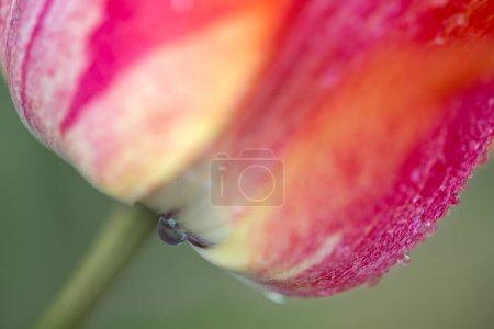 Téléchargez les photos : Tulipe rouge dans le jardin. Contexte naturel. - en image libre de droit