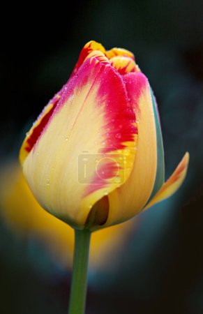 Photo for Red tulip in the garden. Nature background. - Royalty Free Image