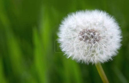 Photo for Macro photo of a white dandelion flower . - Royalty Free Image